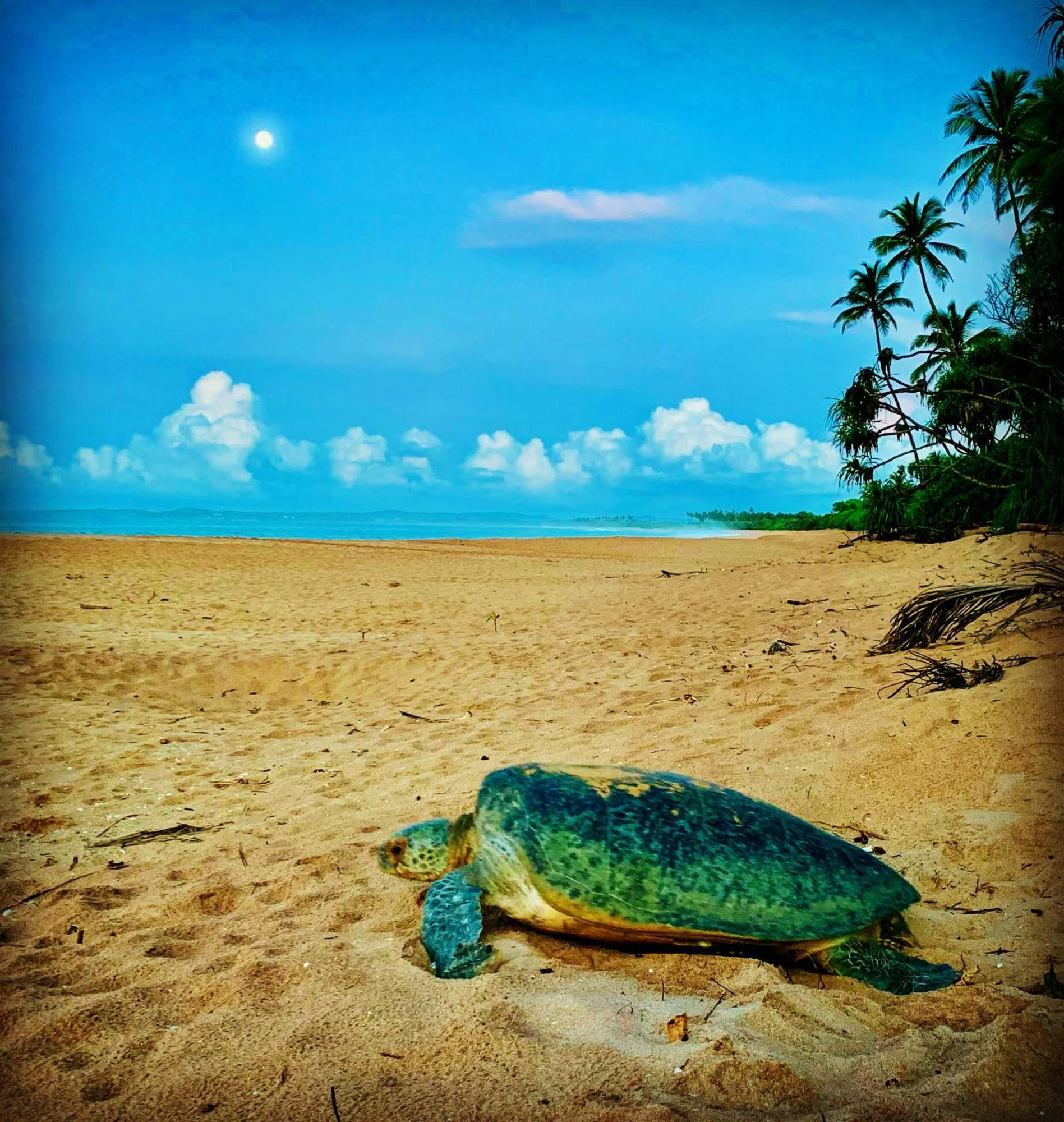 Turtle Paradise Tangalle Exterior photo